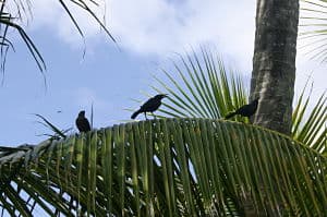 Caribbean blackbirds on nearby Sandy Island