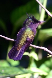 400px-Antillean_crested_hummingbird-200x300