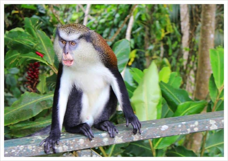 The mona monkey in Grenada