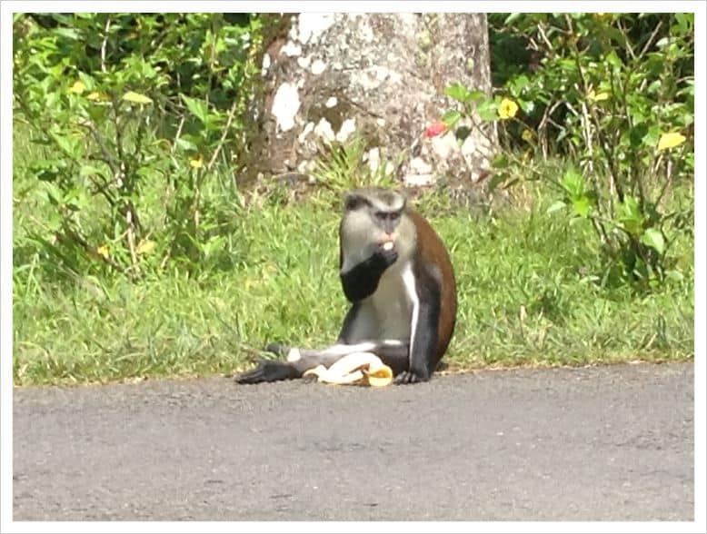 Mona Monkey of Grenada