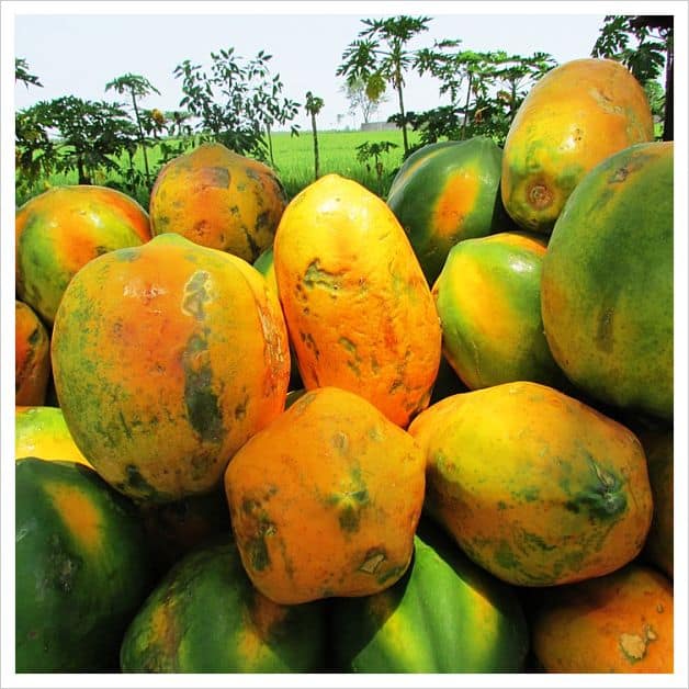 reasons for eating papaya