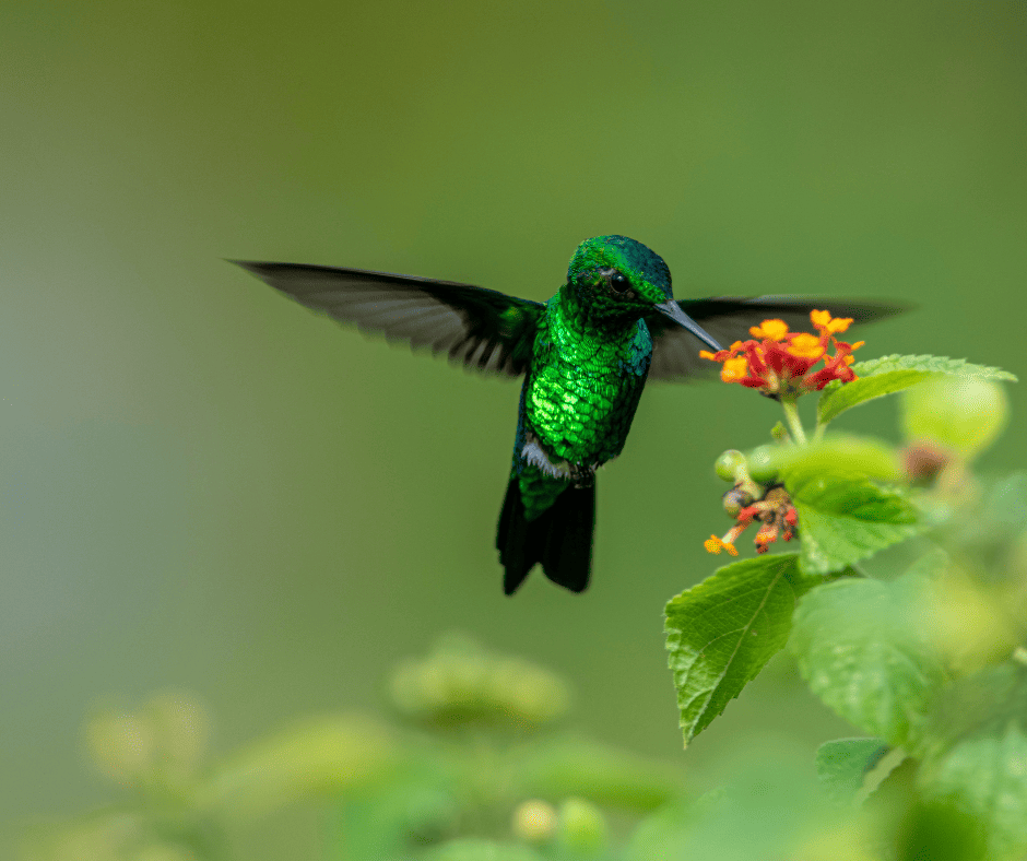 birdwatching in Grenada image of hummingbird