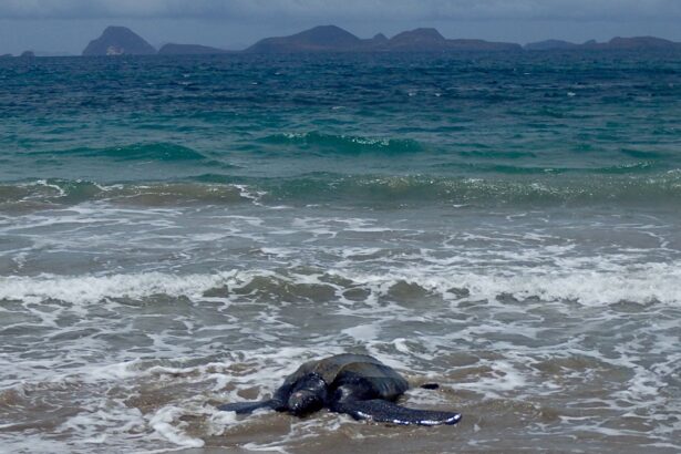 Leatherback turtle on the beach of Petite Anse Hotel.