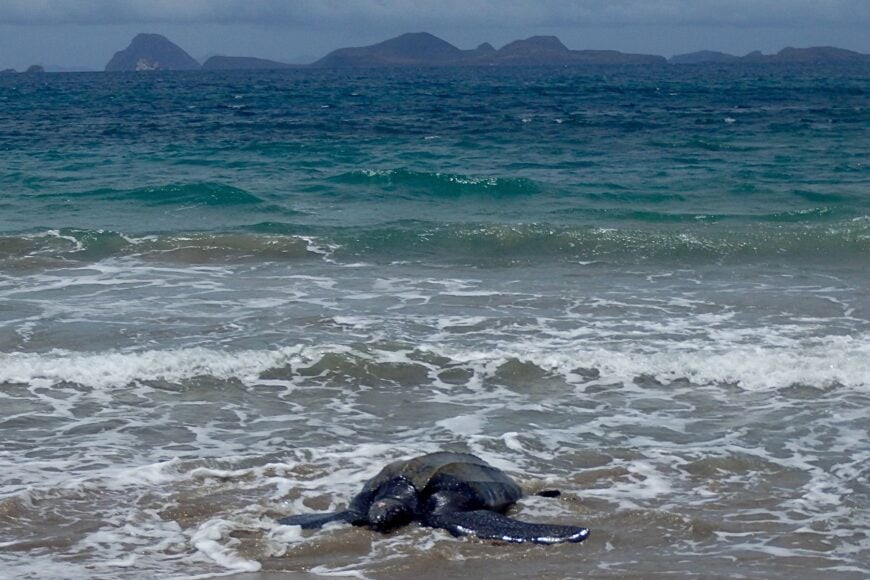Leatherback turtle on the beach of Petite Anse Hotel.