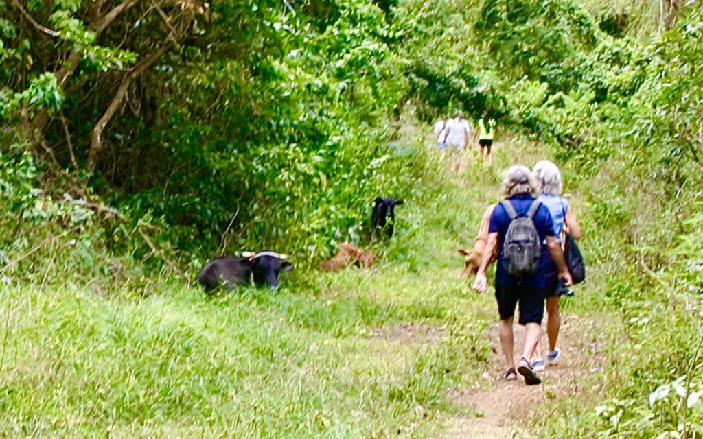 Tanya leading guided walks in Grenada