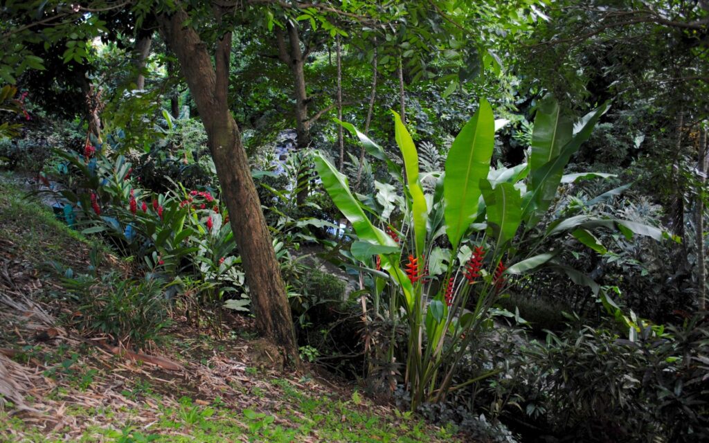 Typical vegetation seen whilst hiking in Grenada