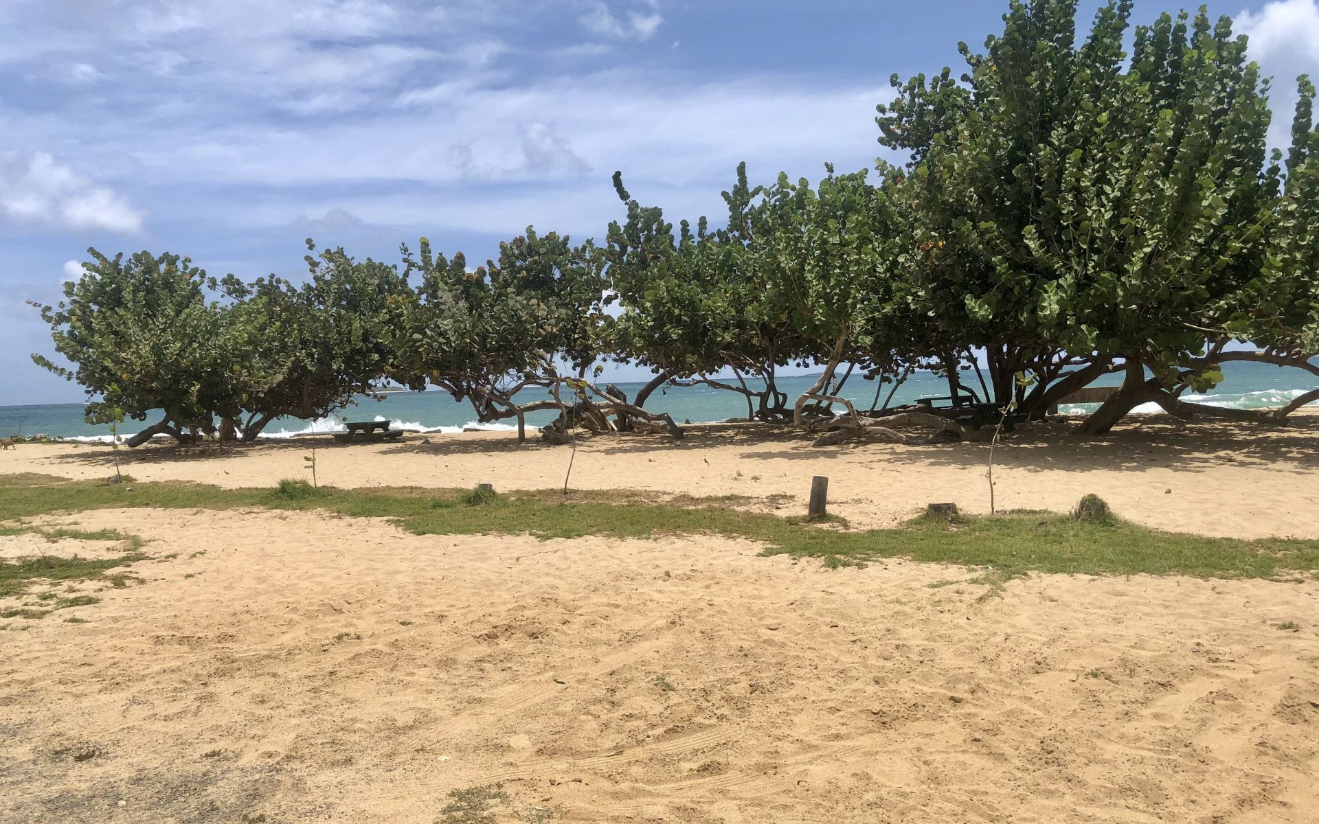 Sea grape trees lining Bathway Beach on Grenada's north coast