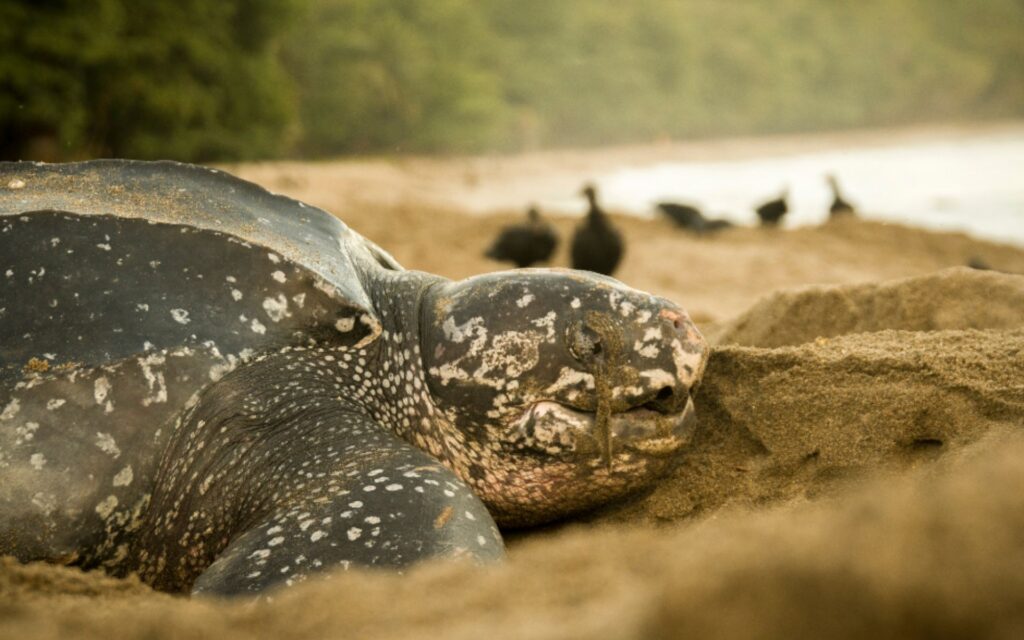 Leatherback turtle nesting at Levera Beach in Grenada