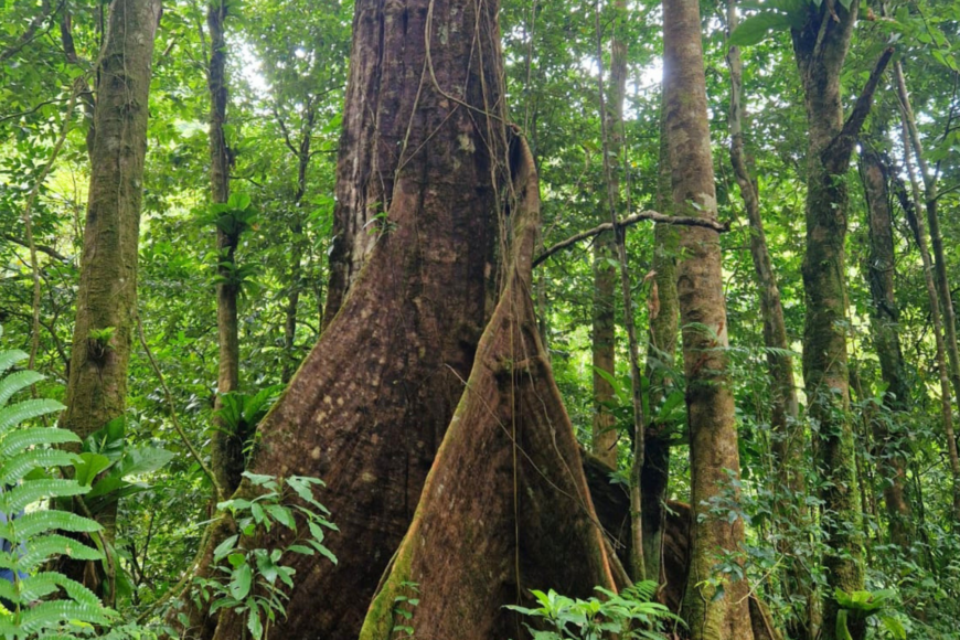 Ancient rainforest tree on the Mt St Catherine hiking trail in Grenada