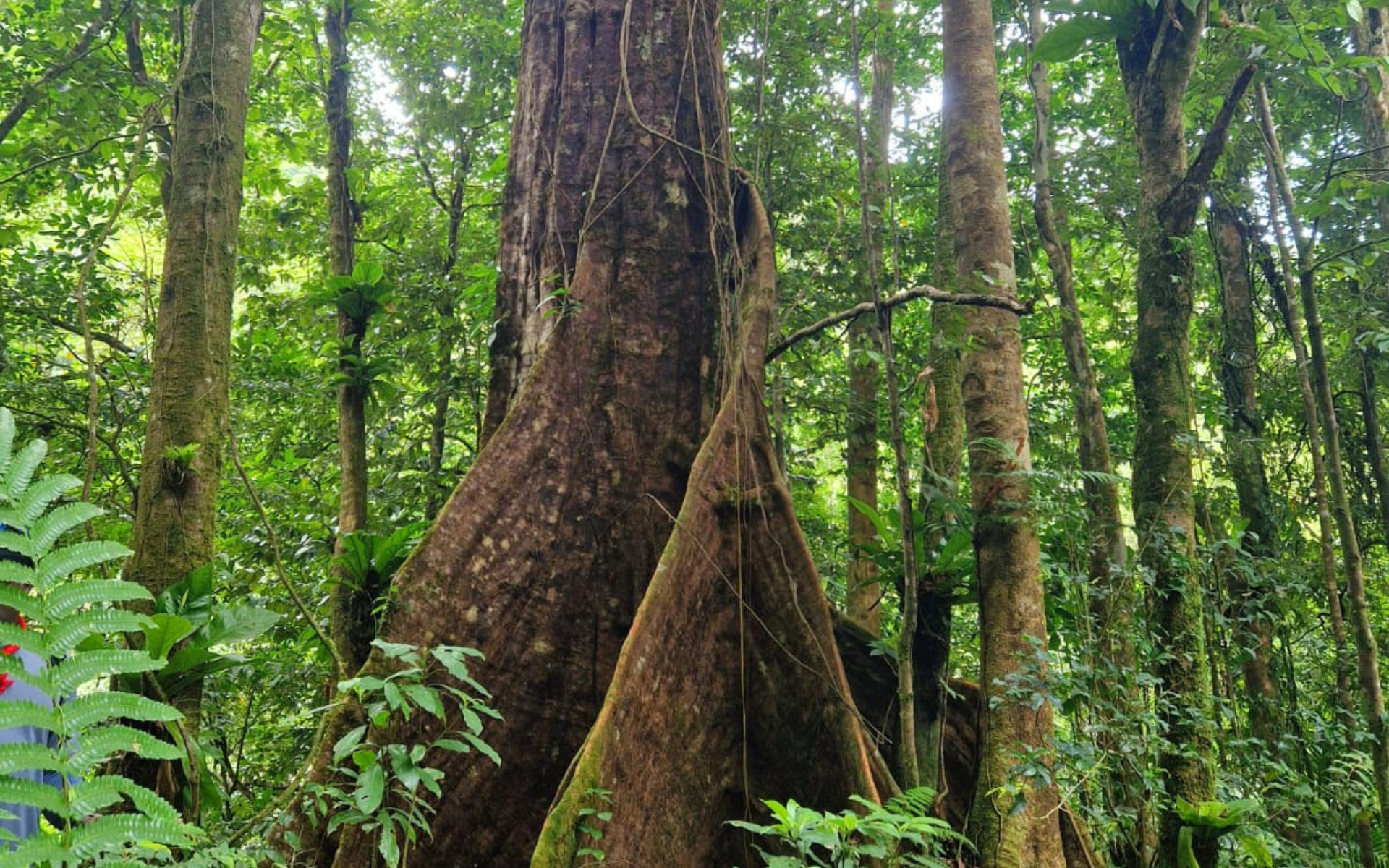 Ancient rainforest tree on the Mt St Catherine hiking trail in Grenada
