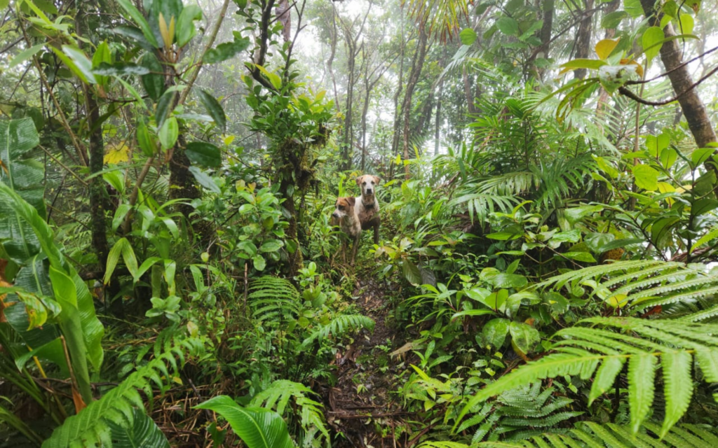 Friendly four-legged companions sometimes join hikers on sections of the Mt St Catherine trail.