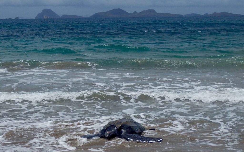 Nature in northern Grenada near Petite Anse Hotel