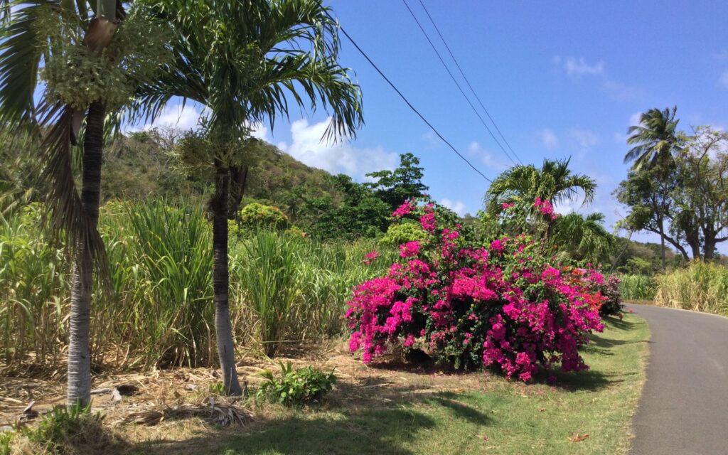 Sugar cane growing near River Antoine Rum Distillery in Grenada