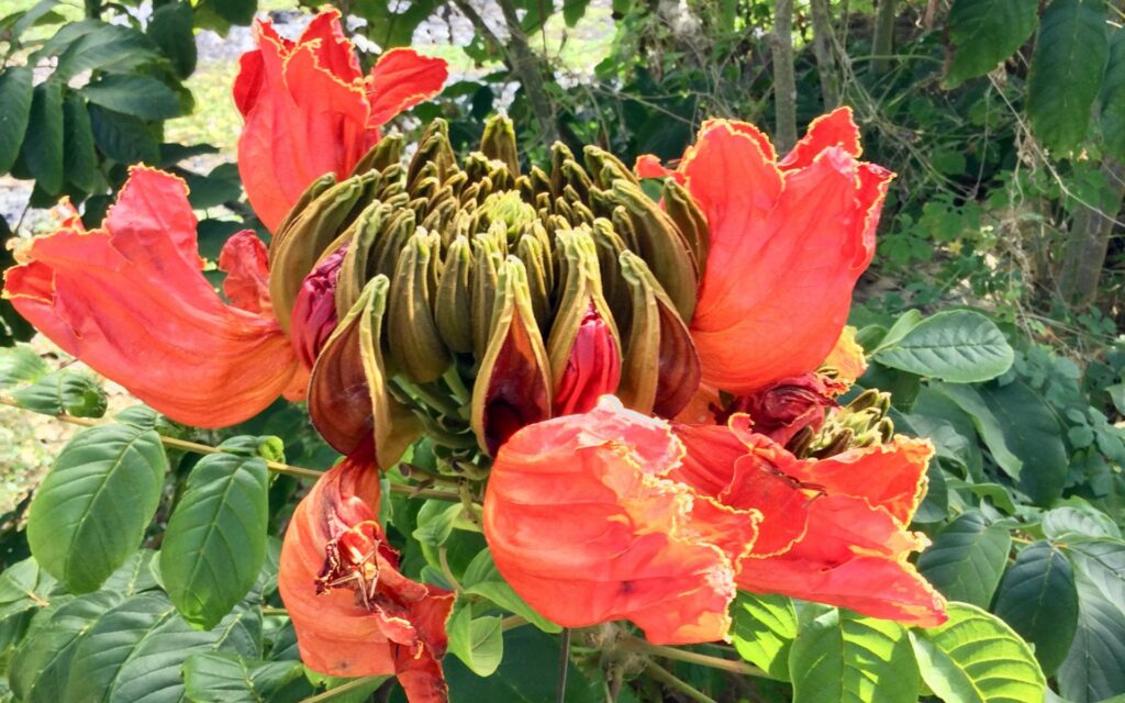 Tropical flowers growing at River Antoine Rum Distillery in Grenada