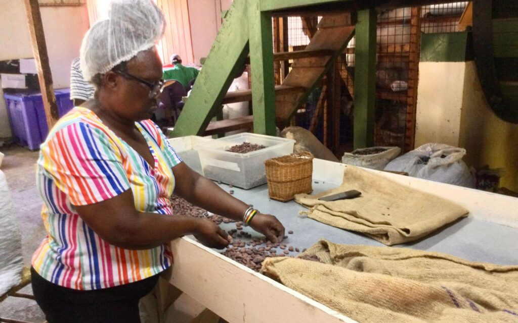 Staff member sorting cocoa beans at Belmont Estate, Grenada