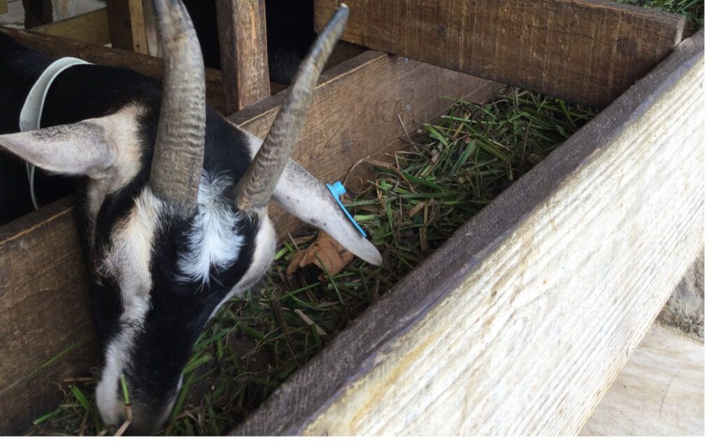 Goat at the Belmont Estate goat dairy farm in Grenada